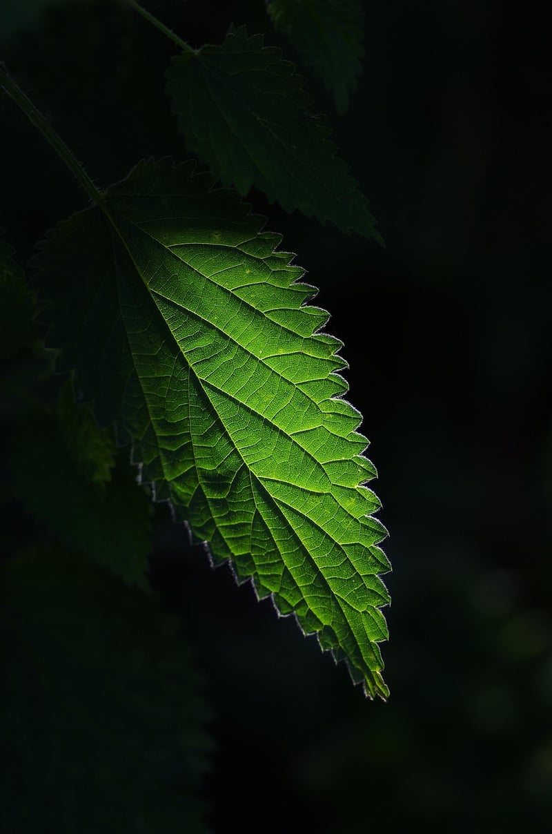 Mugwort