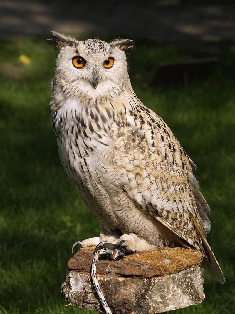 Mystical Owl